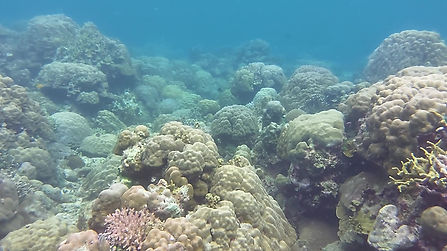Front reef